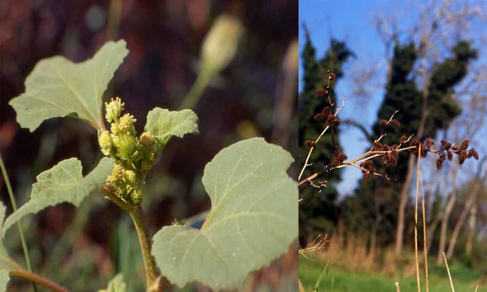 Flora delle dune